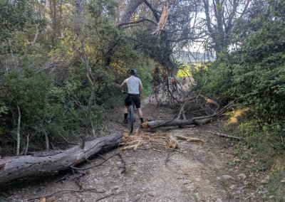 Vinsobres: Léopold, arbre à travers piste
