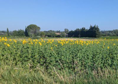 Tournesols vers Tulette