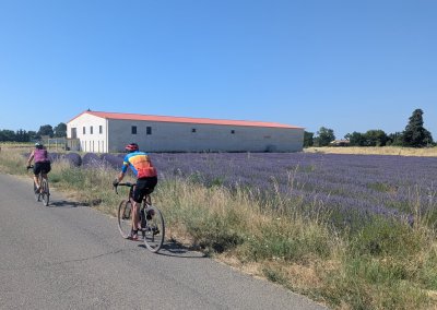 Ste Cécile - Champ lavandin