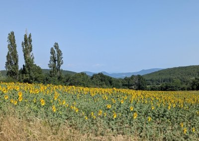 Raid les falaises d'Eyzahut - tournesols